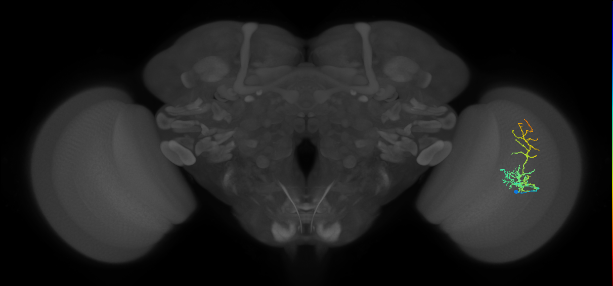 Cm8_R (JRC_OpticLobe:51554)