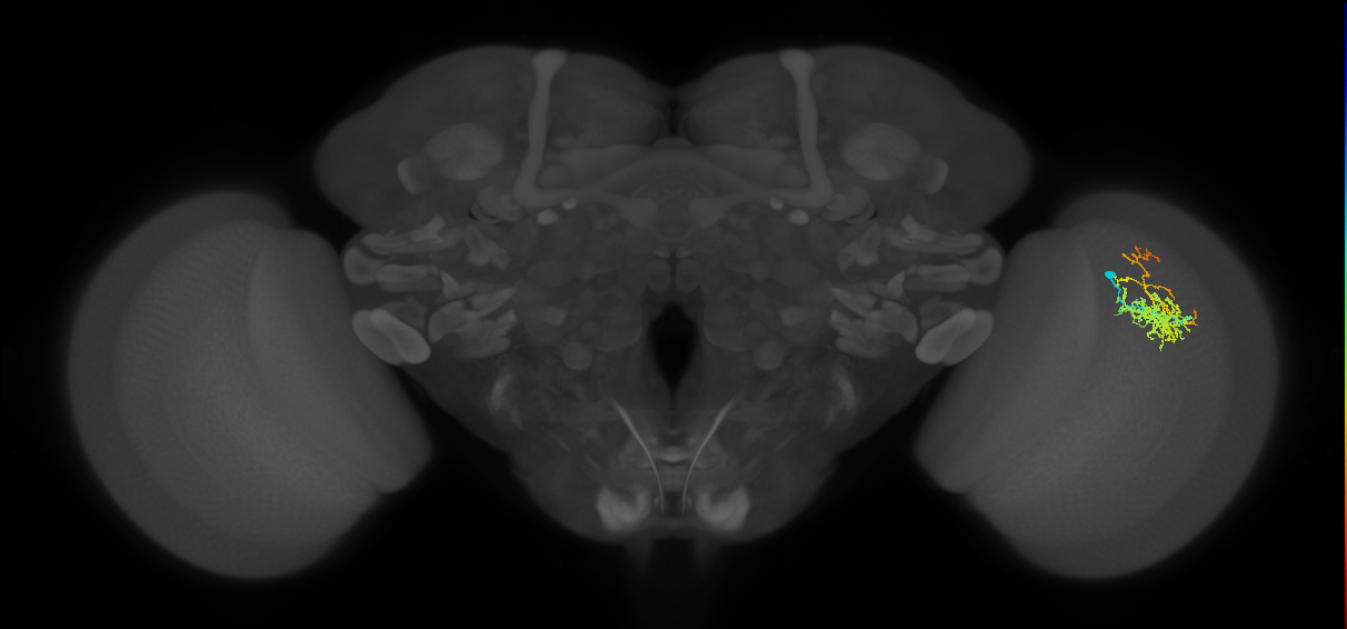 Cm8_R (JRC_OpticLobe:64641)
