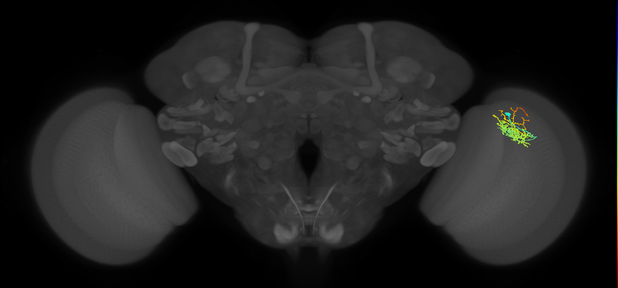 Cm8_R (JRC_OpticLobe:51301)