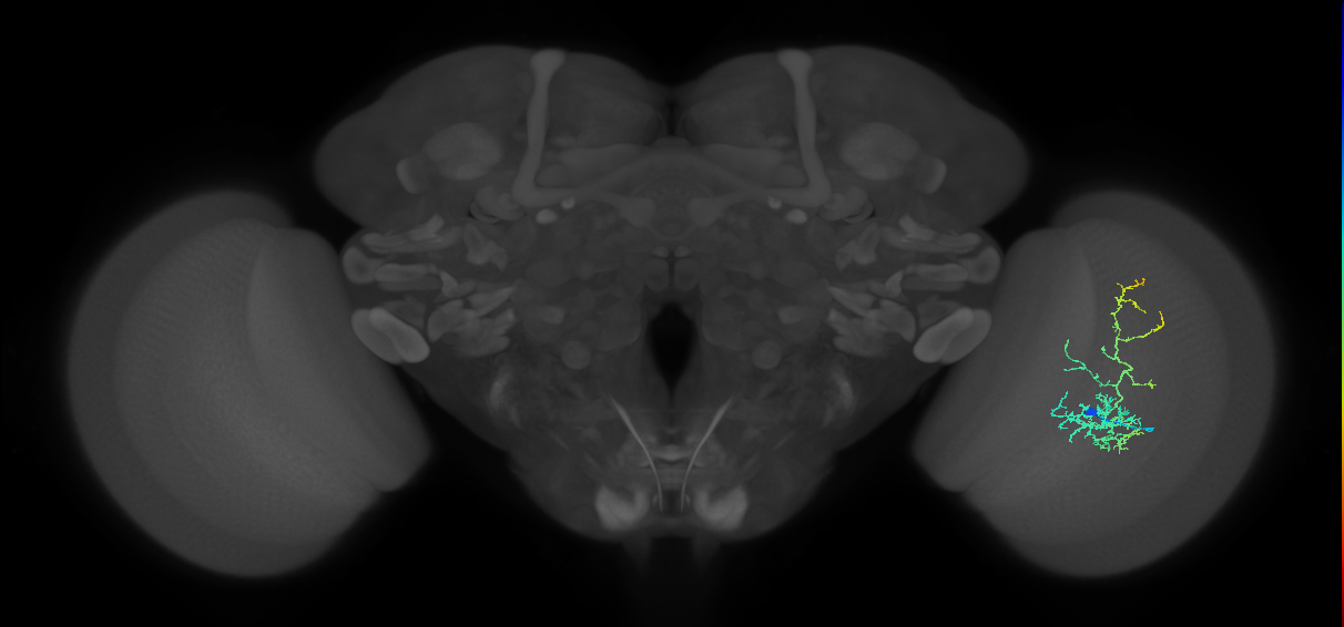 Cm8_R (JRC_OpticLobe:49923)