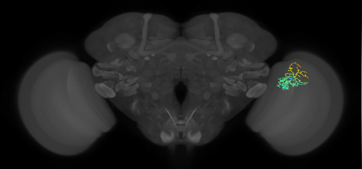 Cm8_R (JRC_OpticLobe:55052)