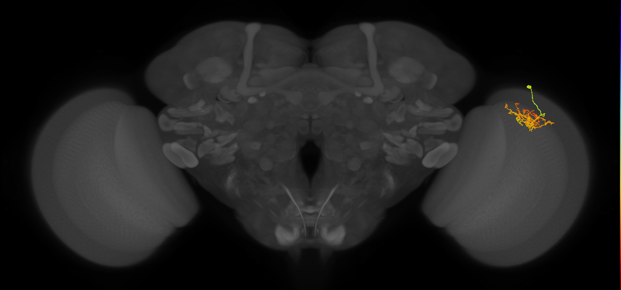 Cm8_R (JRC_OpticLobe:59083)