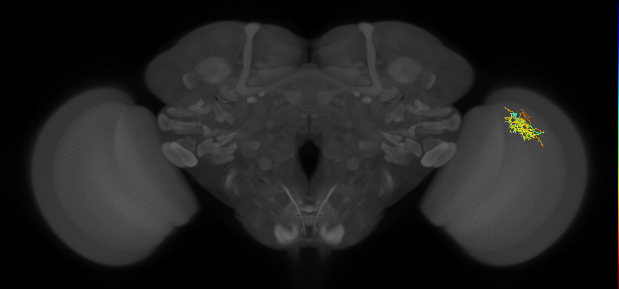 Cm8_R (JRC_OpticLobe:55019)