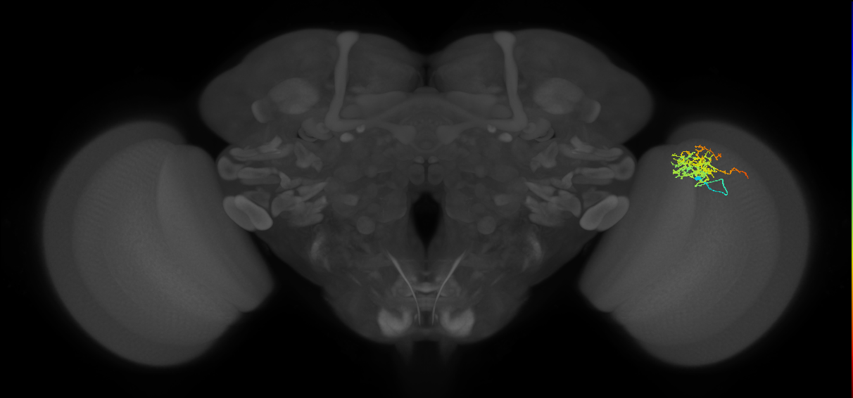 Cm8_R (JRC_OpticLobe:51511)