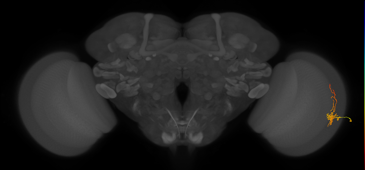 Cm8_R (JRC_OpticLobe:77926)