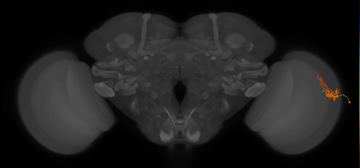 Cm8_R (JRC_OpticLobe:63396)