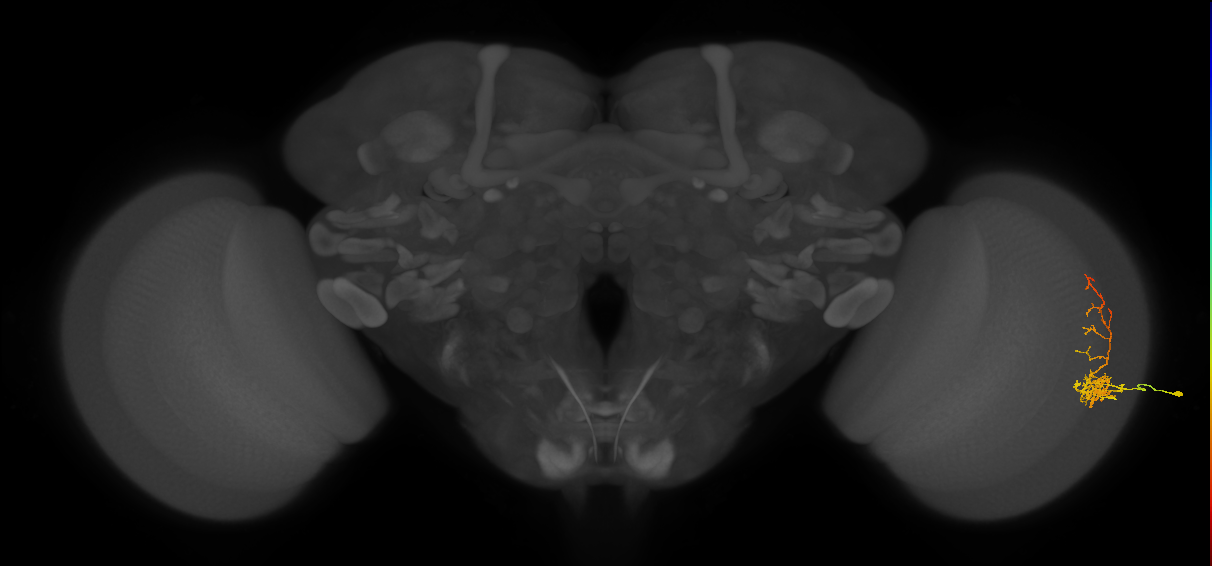 Cm8_R (JRC_OpticLobe:25878)