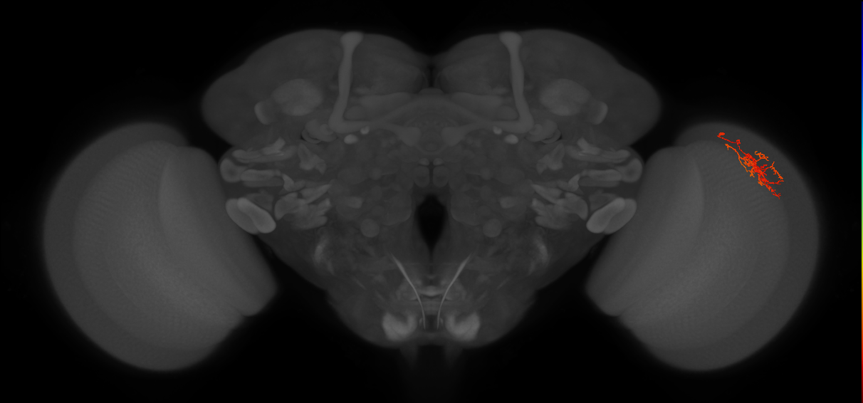 Cm8_R (JRC_OpticLobe:67037)