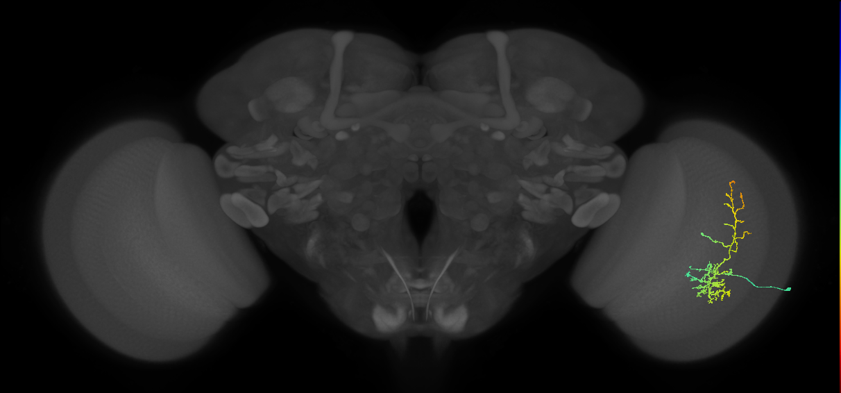 Cm8_R (JRC_OpticLobe:28355)
