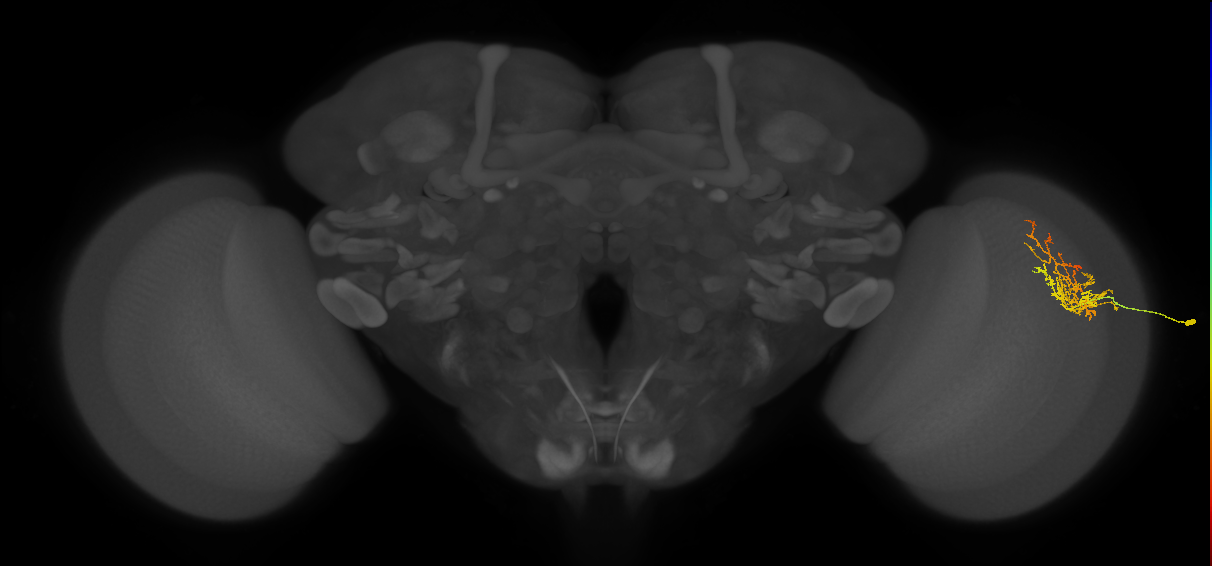 Cm8_R (JRC_OpticLobe:73059)