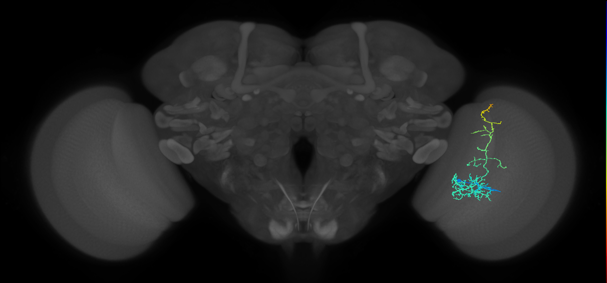 Cm8_R (JRC_OpticLobe:60185)