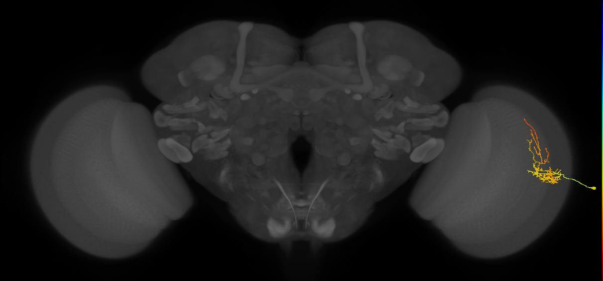 Cm8_R (JRC_OpticLobe:56043)