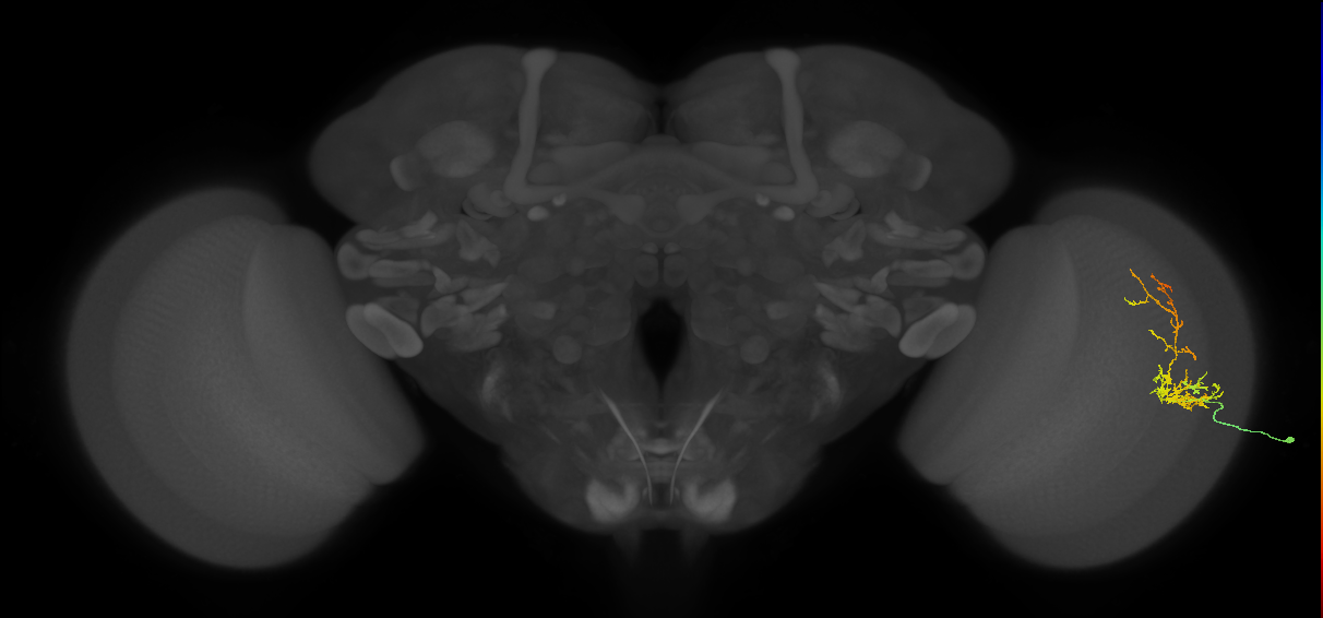 Cm8_R (JRC_OpticLobe:70820)