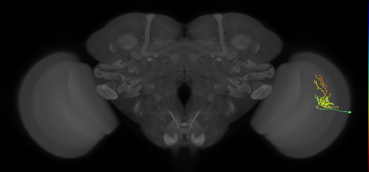 Cm8_R (JRC_OpticLobe:51311)