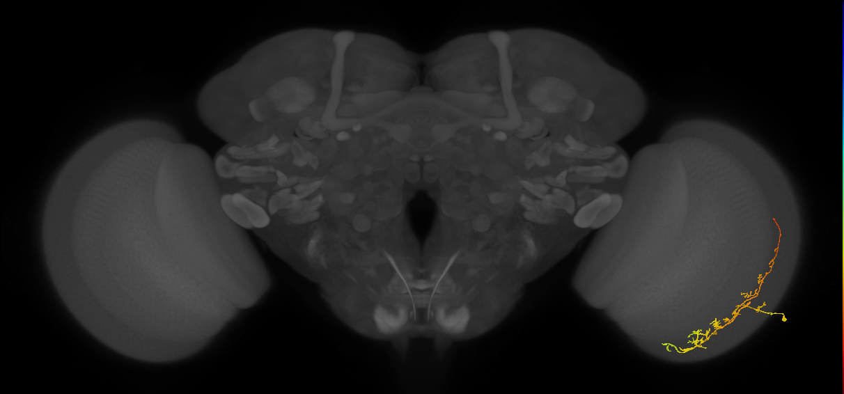 Cm8_R (JRC_OpticLobe:62483)