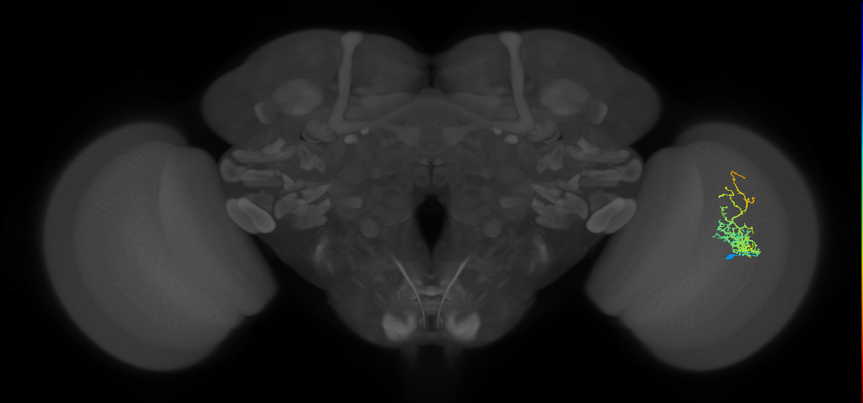 Cm8_R (JRC_OpticLobe:49216)