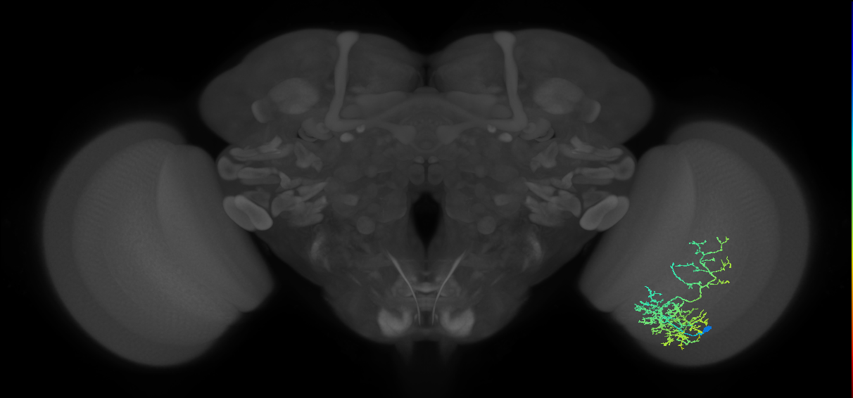 Cm8_R (JRC_OpticLobe:27344)