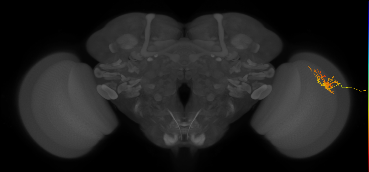 Cm8_R (JRC_OpticLobe:537505)