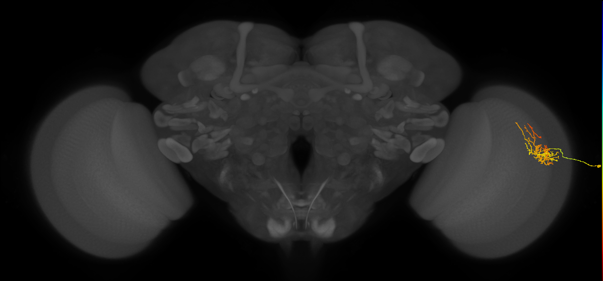 Cm8_R (JRC_OpticLobe:71297)