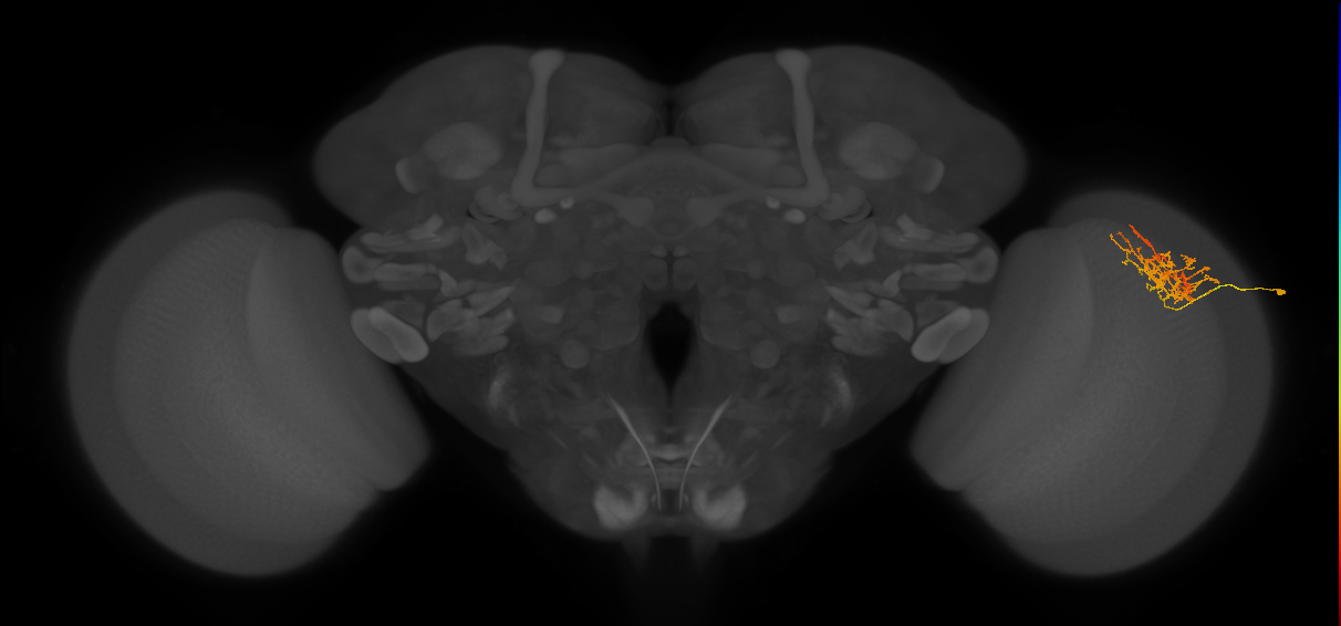 Cm8_R (JRC_OpticLobe:50294)