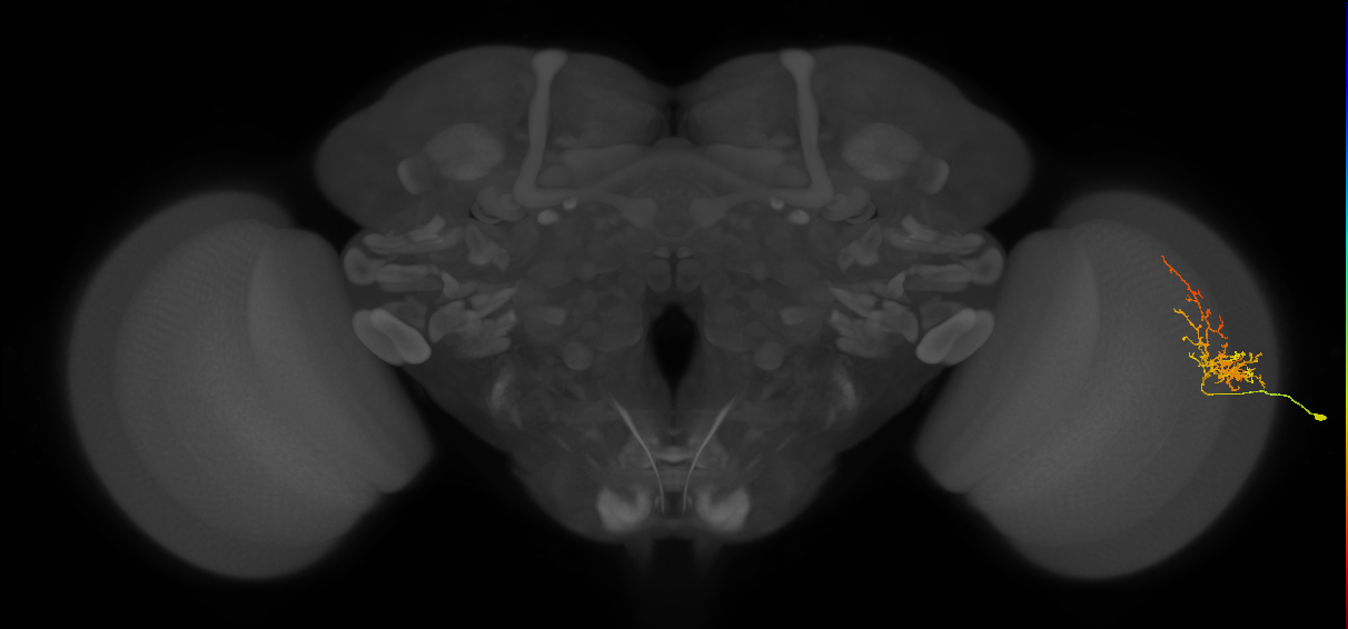 Cm8_R (JRC_OpticLobe:76372)