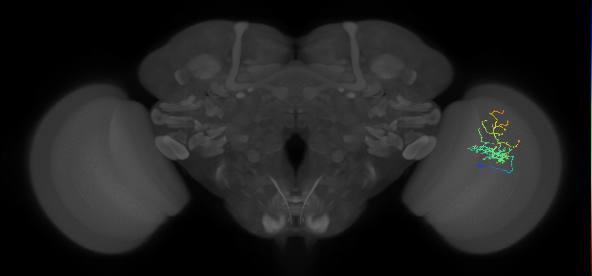 Cm8_R (JRC_OpticLobe:52822)