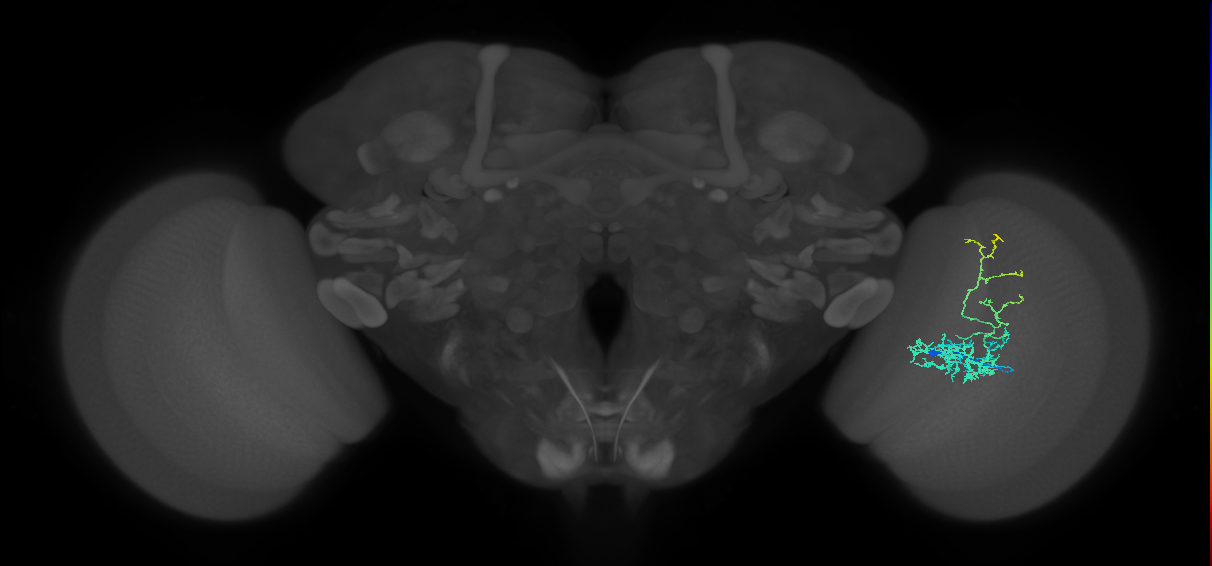 Cm8_R (JRC_OpticLobe:51115)