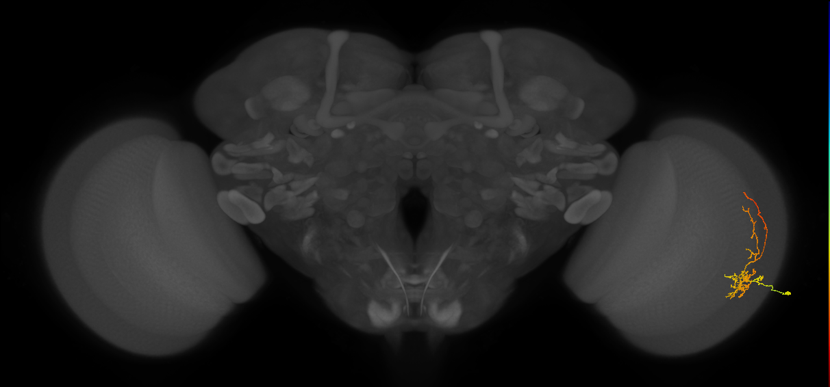 Cm8_R (JRC_OpticLobe:76098)