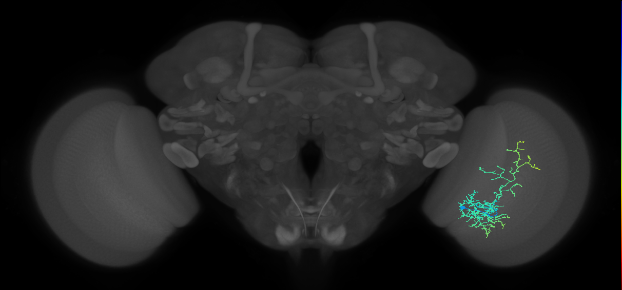 Cm8_R (JRC_OpticLobe:40502)