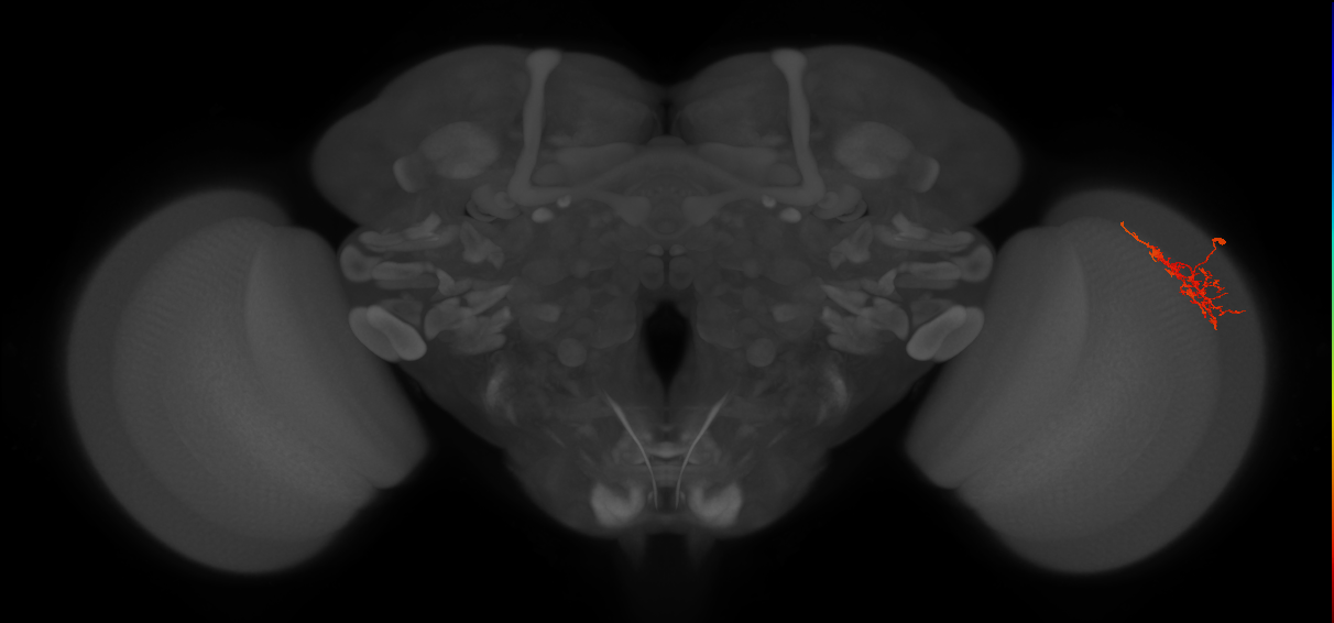 Cm8_R (JRC_OpticLobe:65189)