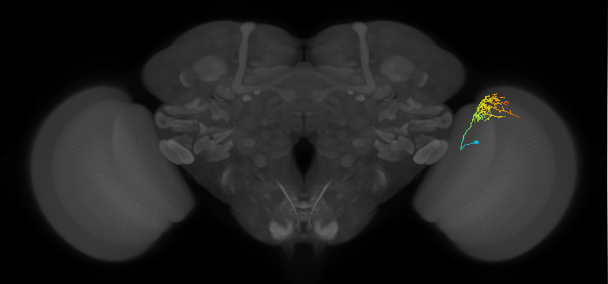 Cm8_R (JRC_OpticLobe:63774)