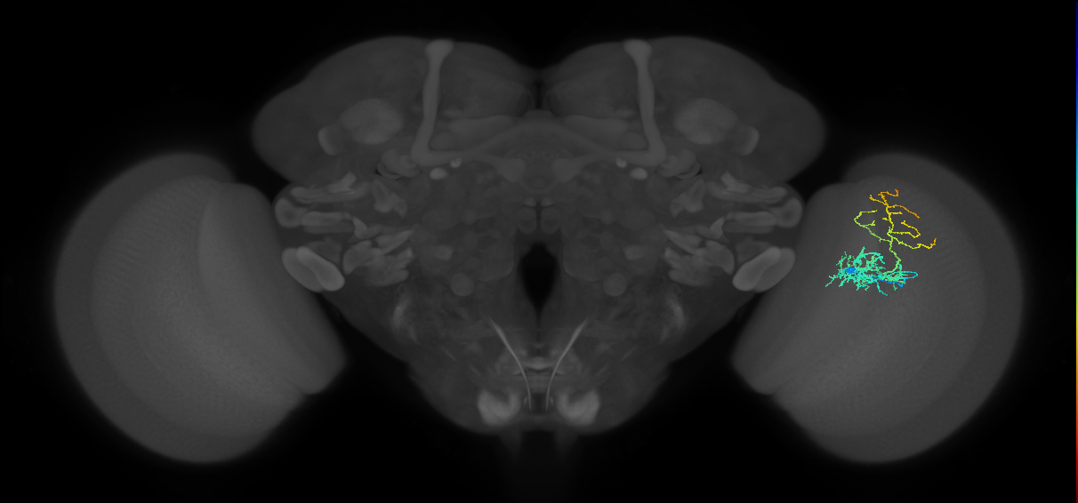 Cm8_R (JRC_OpticLobe:63299)