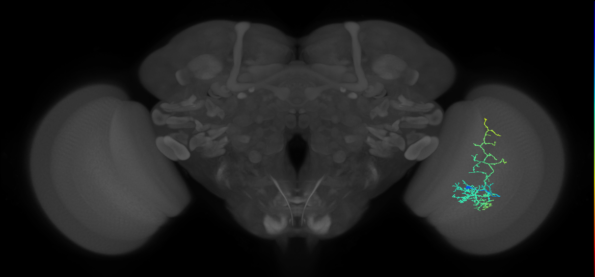 Cm8_R (JRC_OpticLobe:53392)