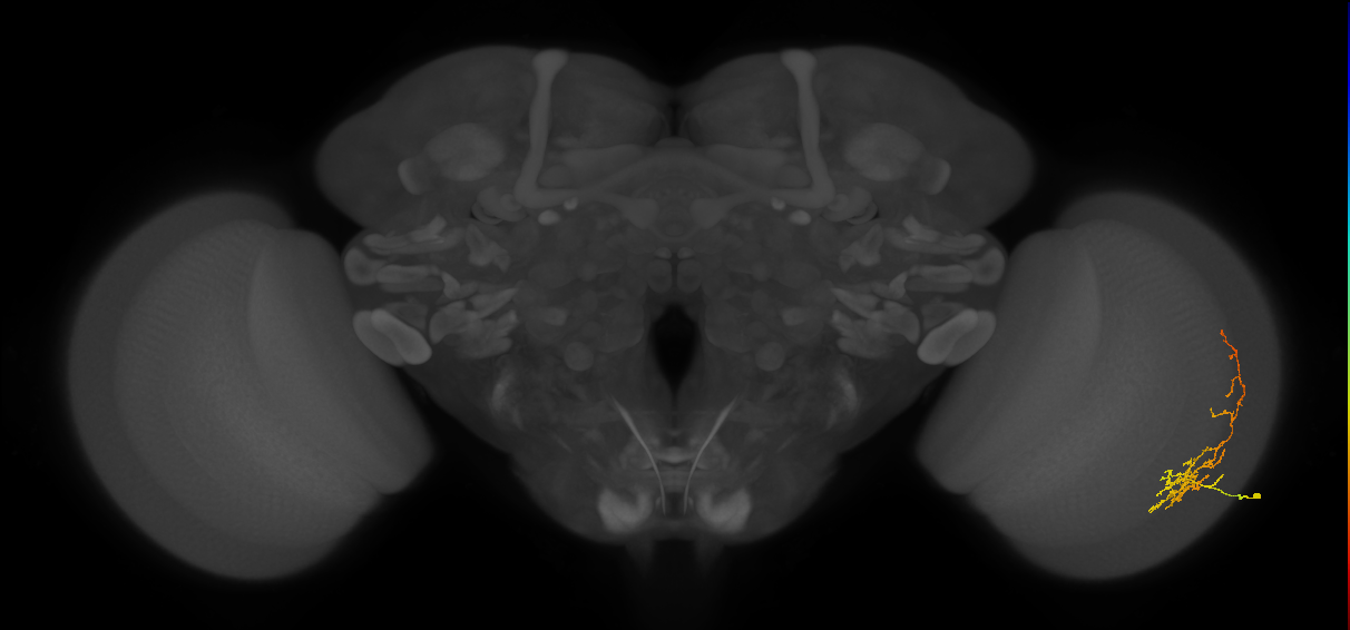 Cm8_R (JRC_OpticLobe:62846)