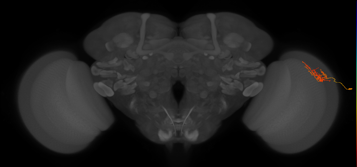 Cm8_R (JRC_OpticLobe:62986)