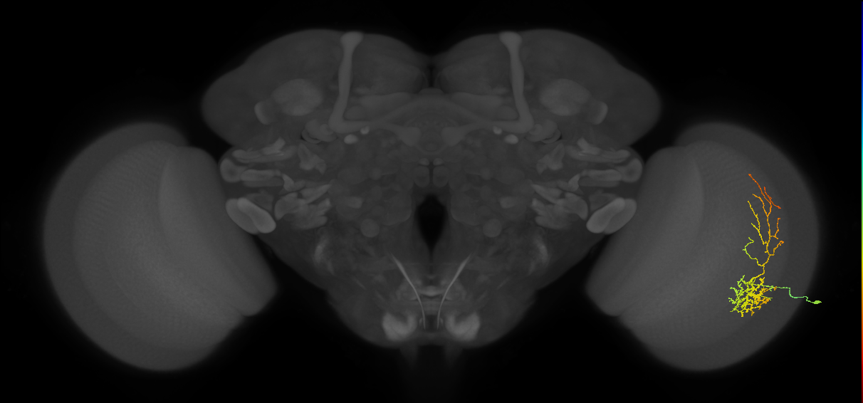 Cm8_R (JRC_OpticLobe:31067)