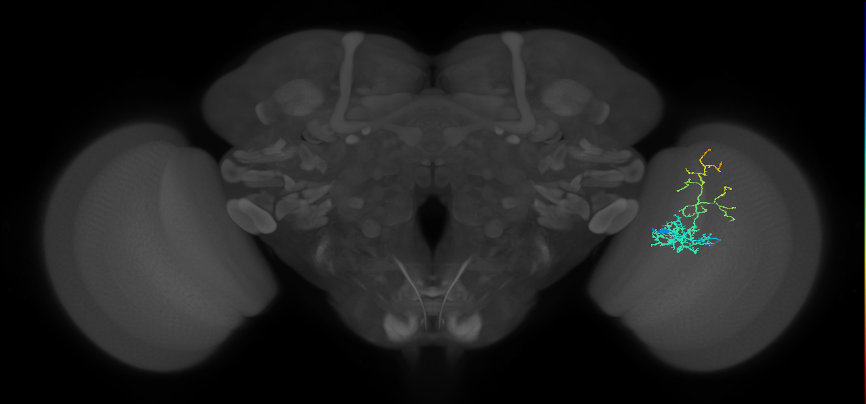 Cm8_R (JRC_OpticLobe:44300)