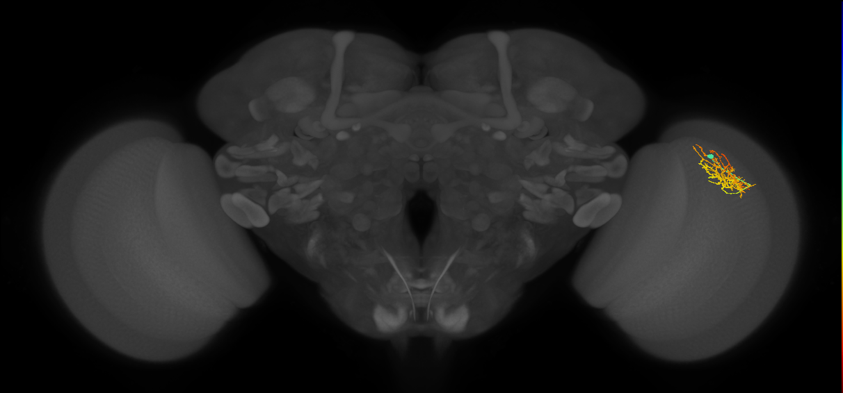 Cm8_R (JRC_OpticLobe:51566)