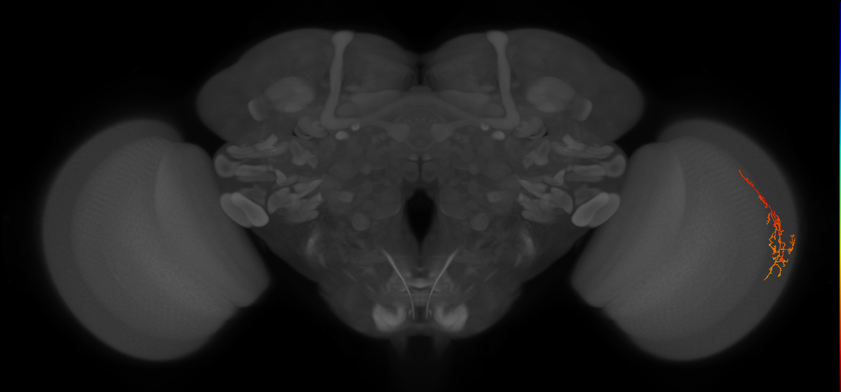 Cm8_R (JRC_OpticLobe:85718)