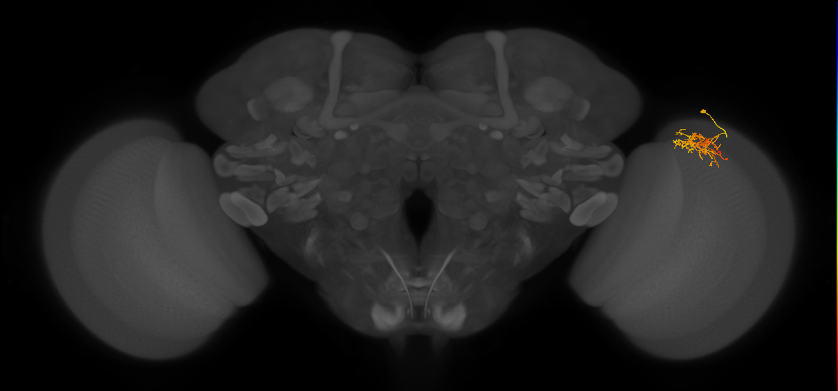 Cm8_R (JRC_OpticLobe:64904)