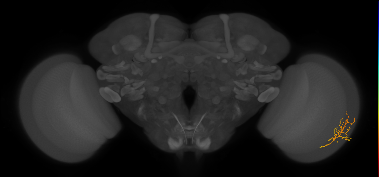 Cm8_R (JRC_OpticLobe:87451)