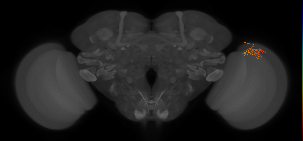 Cm8_R (JRC_OpticLobe:85221)