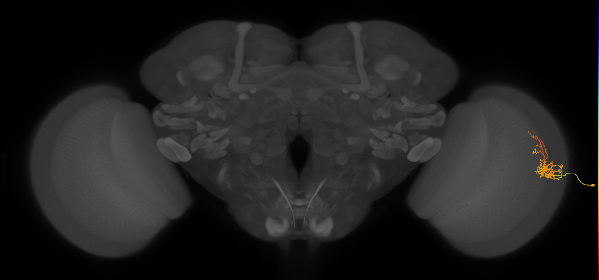 Cm8_R (JRC_OpticLobe:82821)