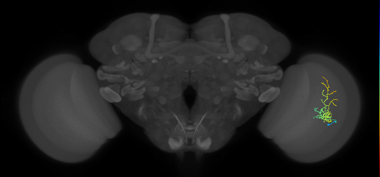 Cm8_R (JRC_OpticLobe:54979)