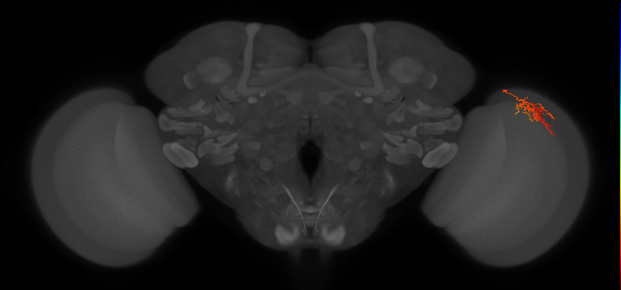 Cm8_R (JRC_OpticLobe:66890)