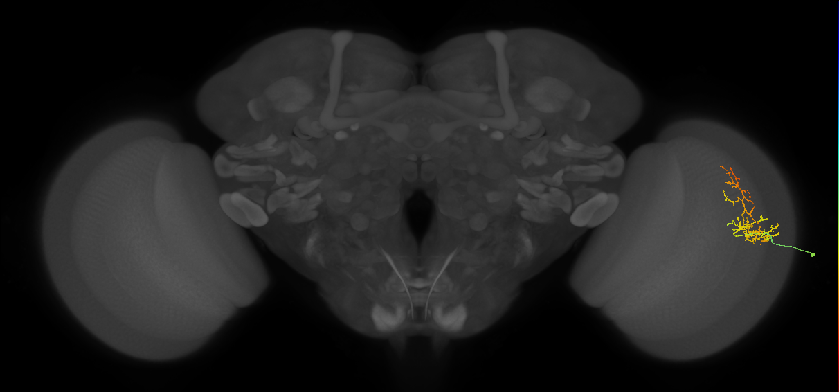 Cm8_R (JRC_OpticLobe:73501)