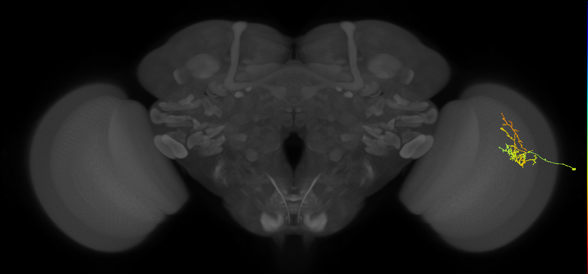 Cm8_R (JRC_OpticLobe:57200)