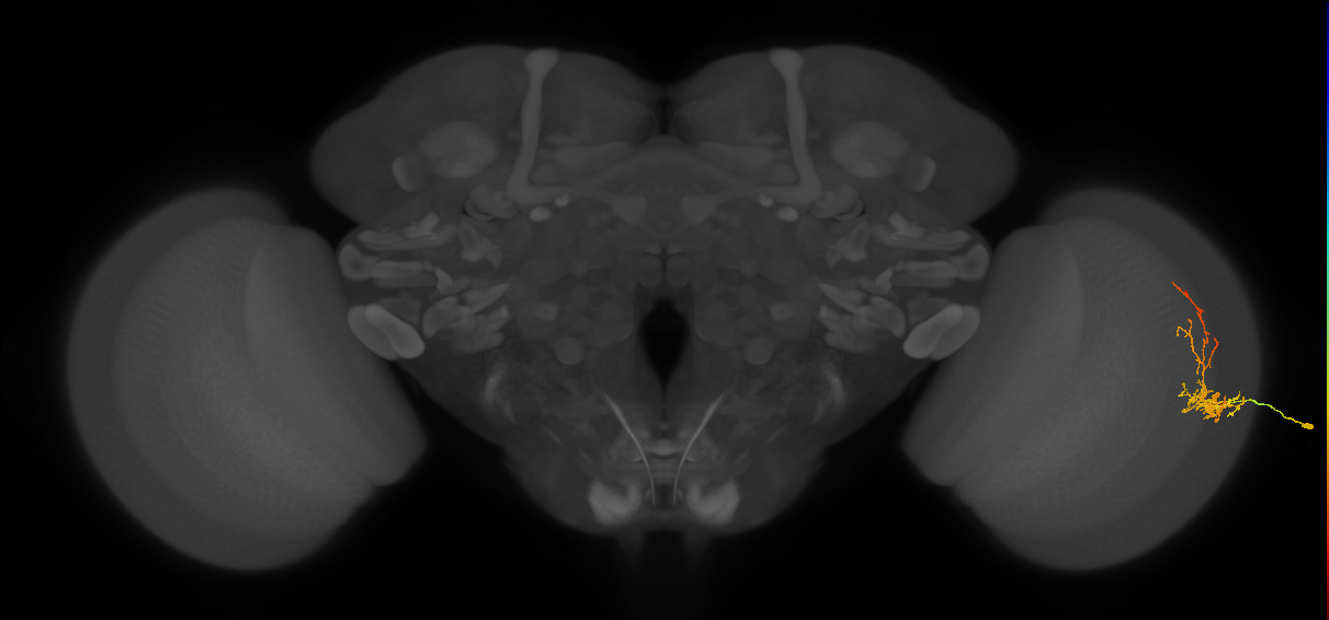 Cm8_R (JRC_OpticLobe:57196)