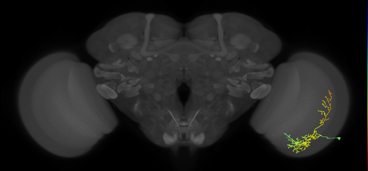 Cm8_R (JRC_OpticLobe:30197)