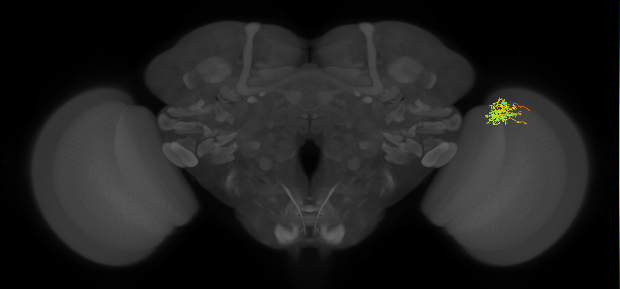 Cm8_R (JRC_OpticLobe:63157)